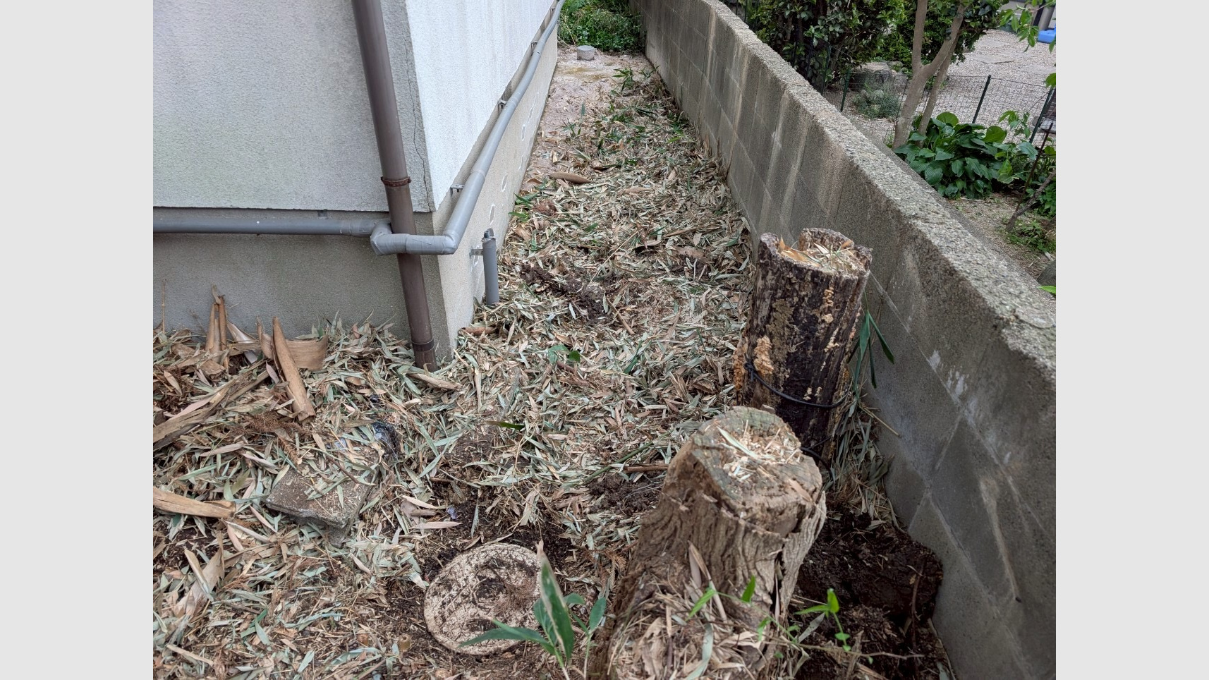 中庭の竹伐採工事